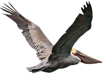 Pelican